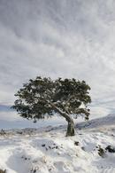 06-1451 Juniper Tree (Juniperus communis) in Winter.  Bracken Rigg, Upper Teesdale, County Durham.